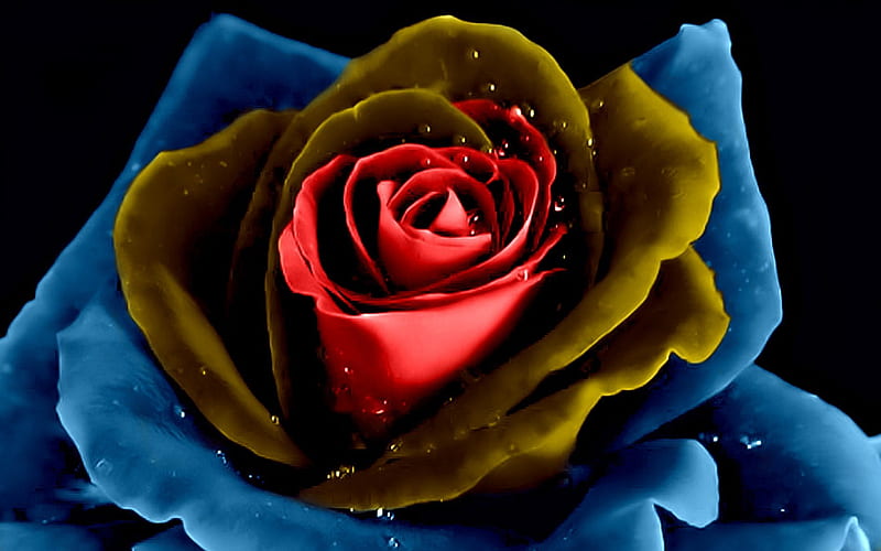 Rose, red, romania, yellow, abstract, romanian flag, flower, national day, blue, HD wallpaper