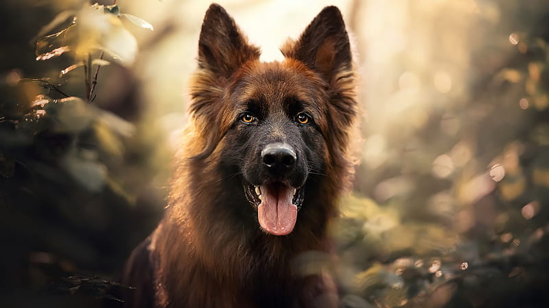 German Shepherd Dog With Tongue Out In Blur Bokeh Background Dog, HD  wallpaper | Peakpx