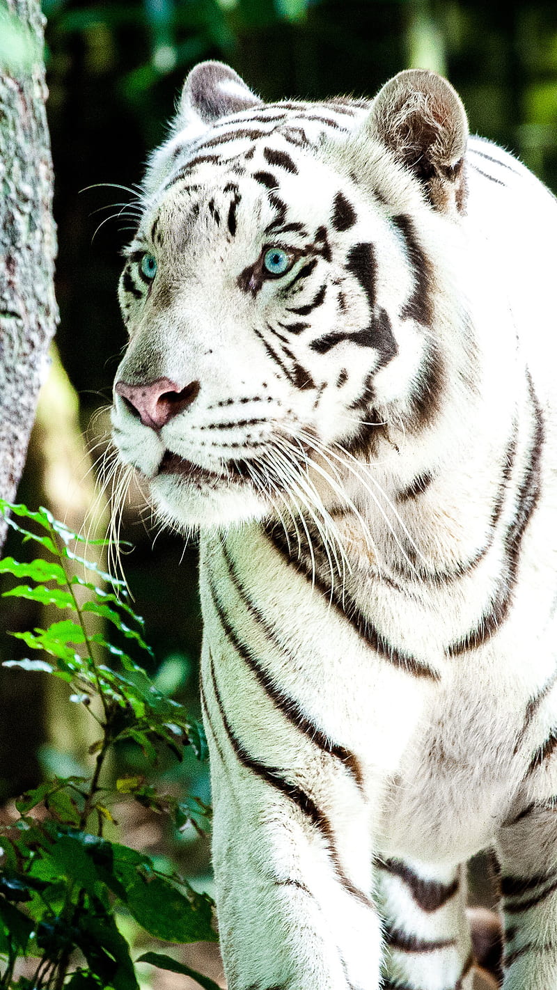 1080x1920 White Tiger Wallpapers for Android Mobile Smartphone Full HD