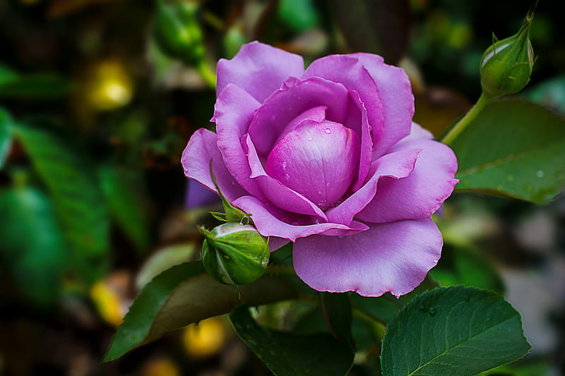 Beautiful pink rose, pretty, leaves, rose, flower, garden, scent, bonito, petals, HD wallpaper