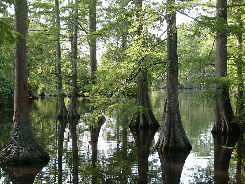 cypress, trees, swamp, louisiana, bayou, HD wallpaper