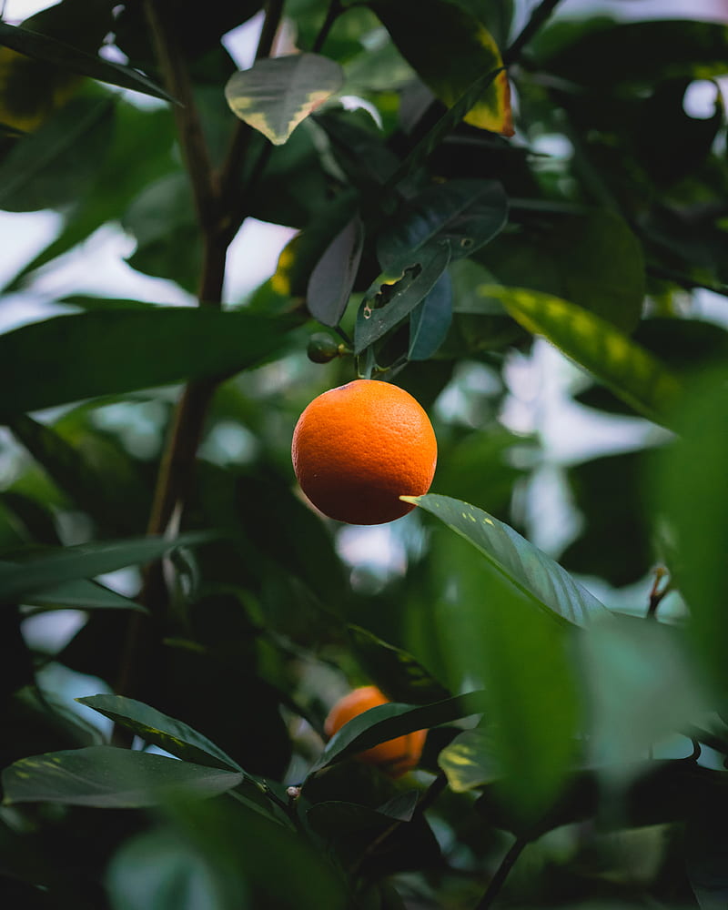 orange, citrus, fruit, tree, leaves, HD phone wallpaper