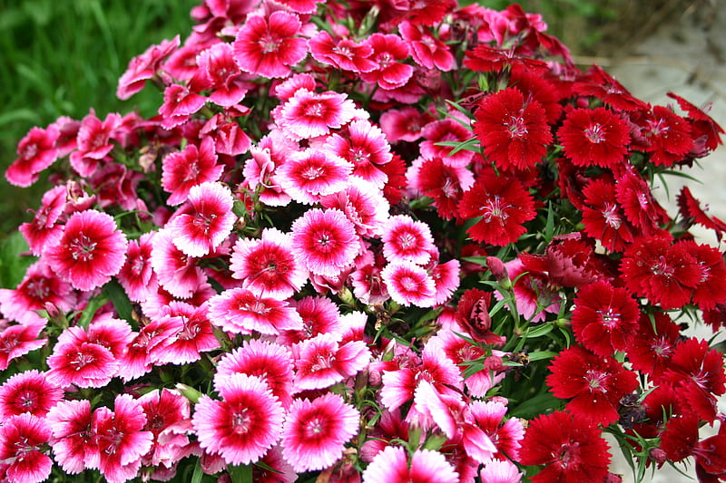 Lovely dianthus, sweet, dianthus, red, william, flowers, nature, pink, HD wallpaper