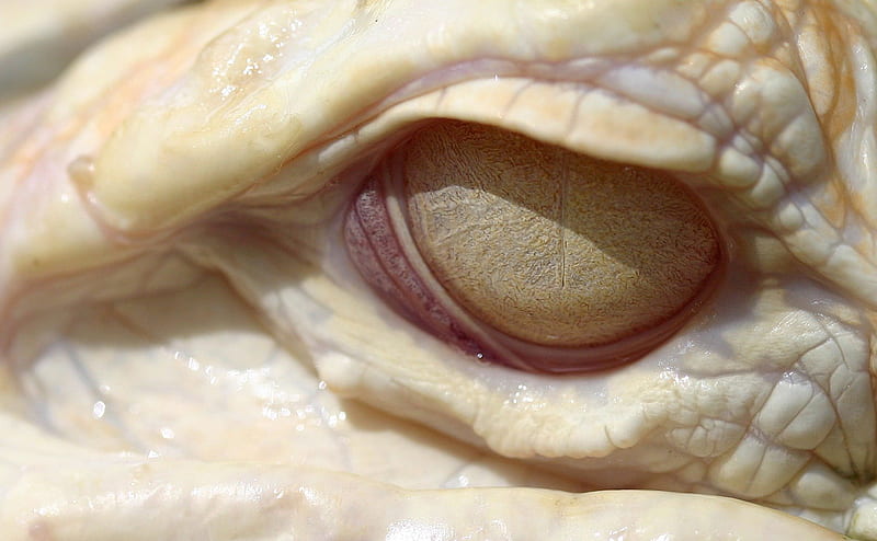 Albino Gator, gator, eye, , albino, reptile, HD wallpaper