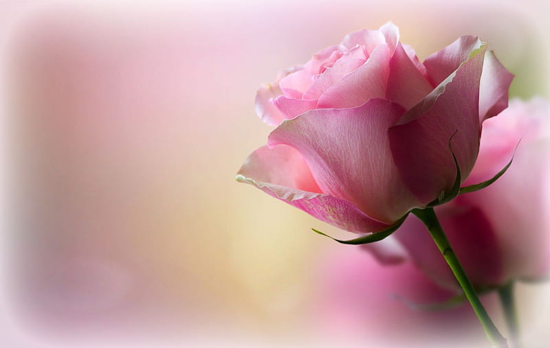 Soft Pink Rose, romantic, romance, scent, roses, softness, gentleness, tenderness, love, sweetness, petals, pink, HD wallpaper