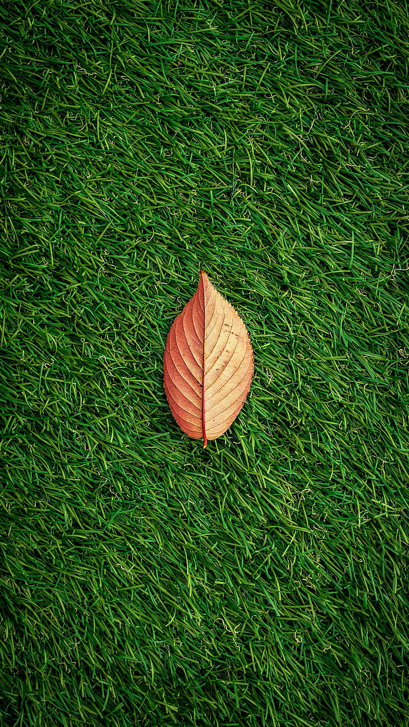 Zedze , green grass, leaves, HD phone wallpaper