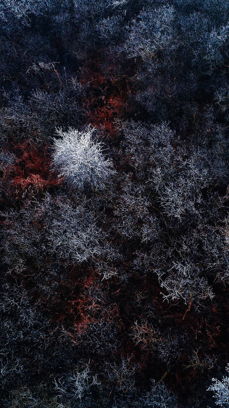 Red Ice Forest Q, forest, lg g5, lg g6, lg g7, lg g8, snow, s8, HD phone wallpaper