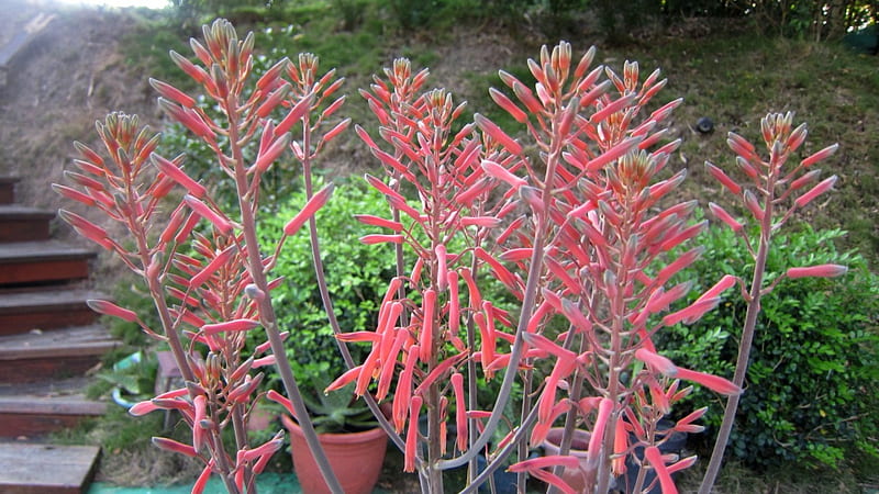 Flowers of Aloe, Flowers, lovely, Aloe, pink, HD wallpaper