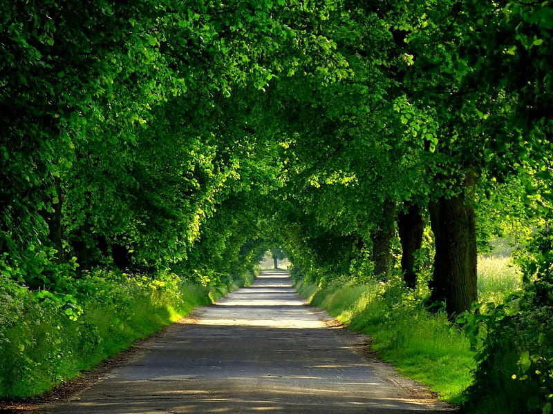 Road Under Trees, roads, arch, green, bonito, tunnel, trees, shrubs, HD wallpaper