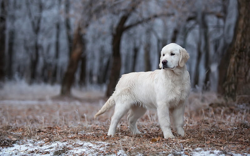 big white labrador, cute dog, pets, retreat, forest, winter, dogs, Golden retriever, HD wallpaper