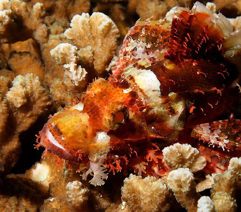ScorpionFish, unders water, fish, nature, reddidh, scorpion, HD wallpaper