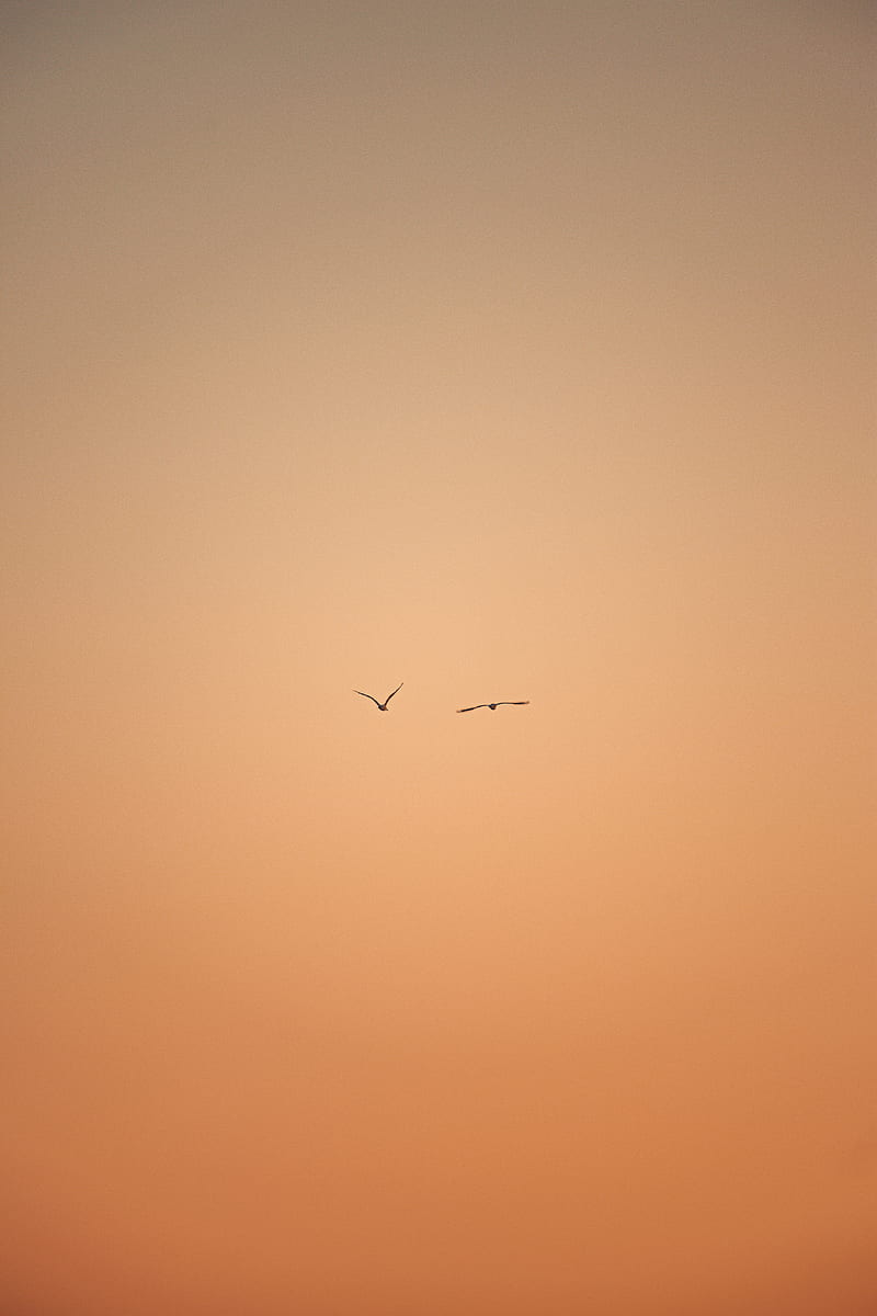 birds, flight, sky, minimalism, HD phone wallpaper