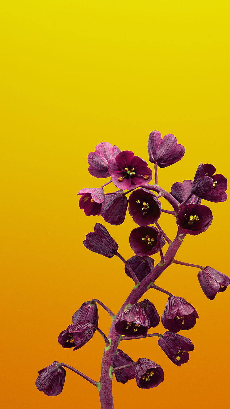 Flower , fritillaria, purple, background, lockscreen, HD phone wallpaper