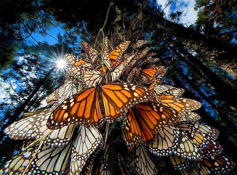 Trip to Mexico, migration, tree, Mexico, Monarchs, butterflies, HD wallpaper