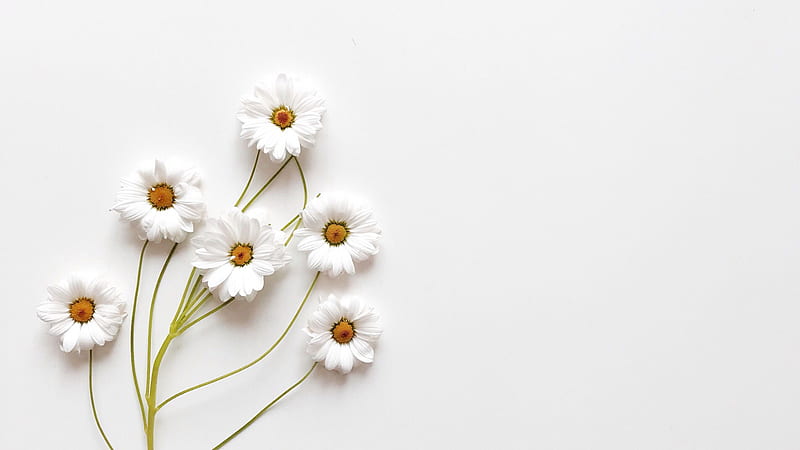 White Flowers Branches In White Background White Aesthetic, HD wallpaper