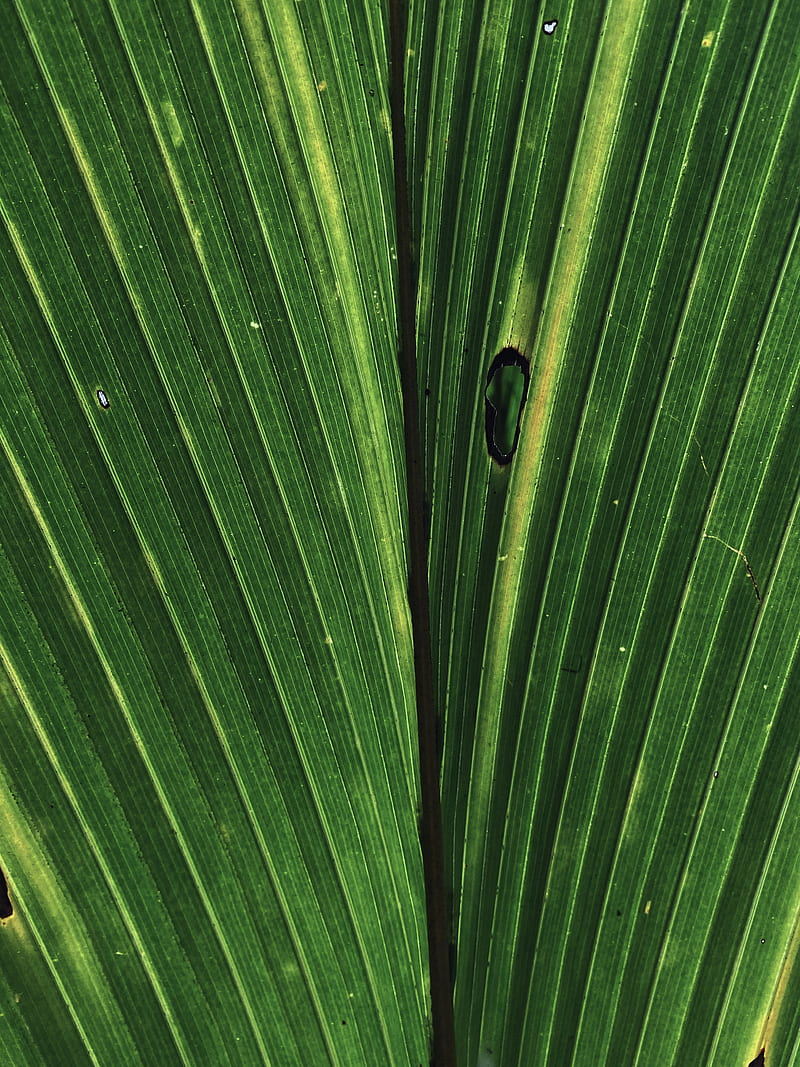 Palm Leaf, birdeye, HD phone wallpaper