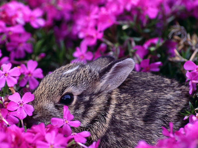 Baby Cottontail Bunny, rabbit, flowers, bunny, spring, easter, cottontail, HD wallpaper