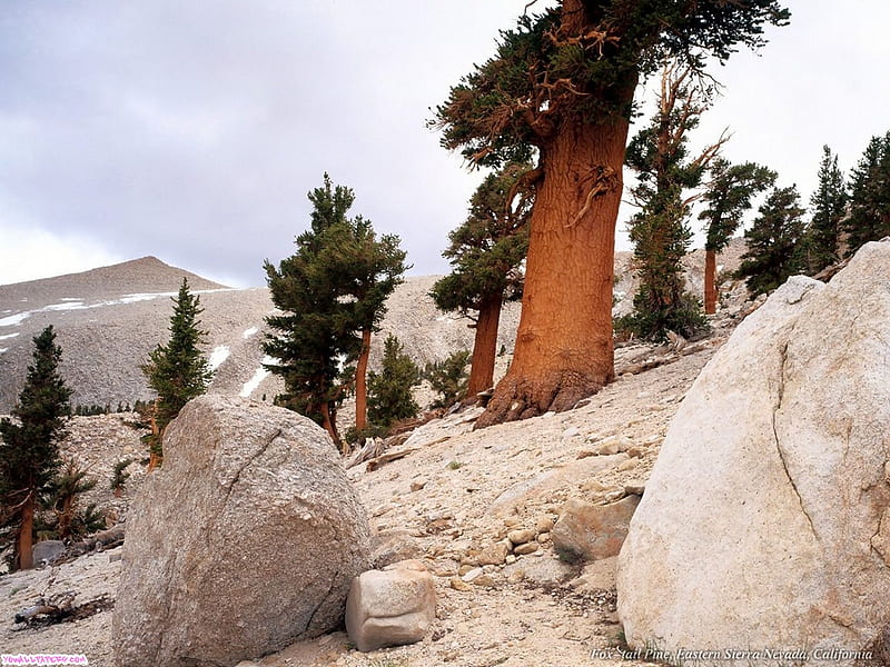 Pines and Desert, barren, trees, desolate, pine, oasis, dry, boulders, arid, tree trunk, HD wallpaper