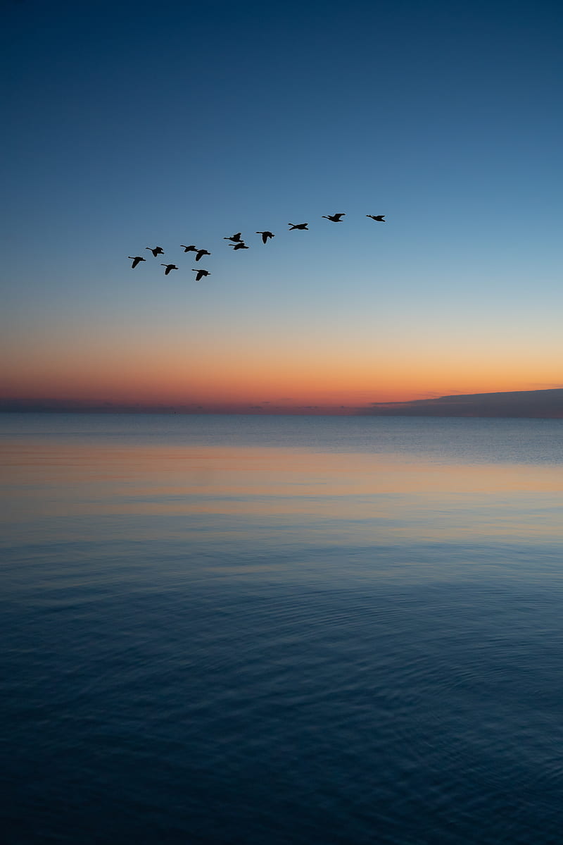 birds flying over the sea during sunset, HD phone wallpaper
