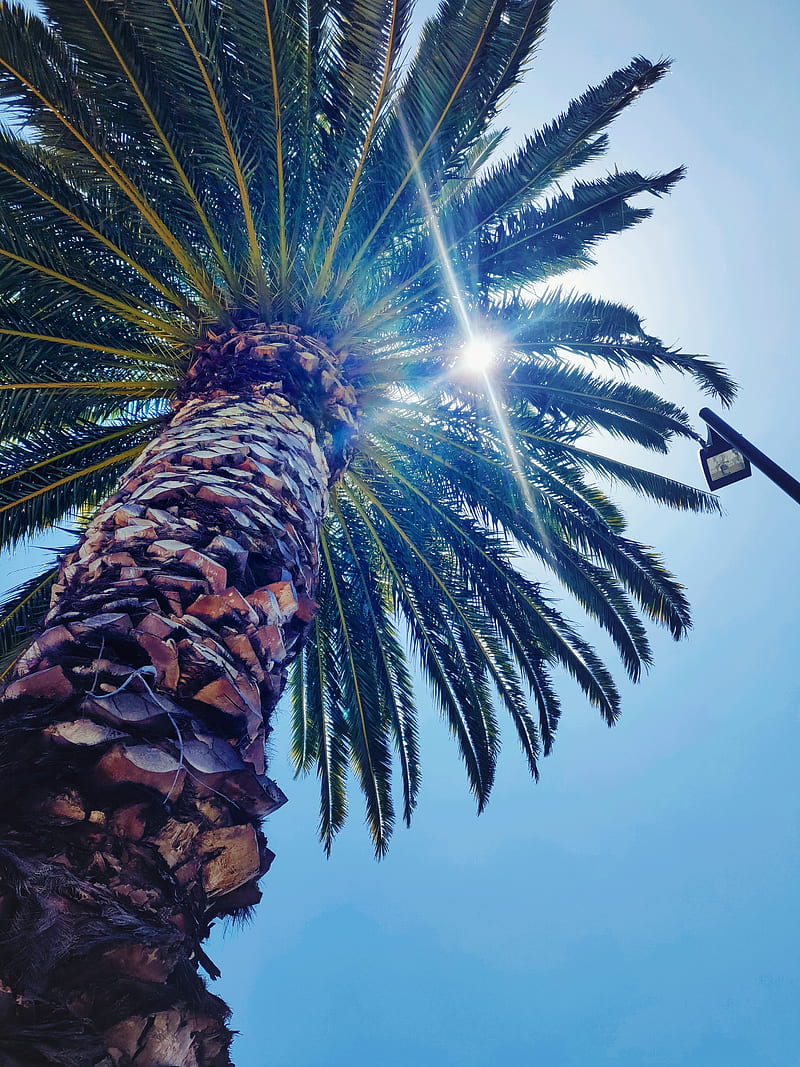 LA Palma trees, beach, bonito, light, los angeles, palm tree, sun, tree, HD phone wallpaper