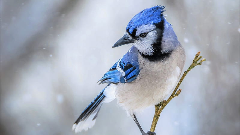 Blue White Bird Is Standing On Plant Stalk In Snow Falling Background Birds, HD wallpaper