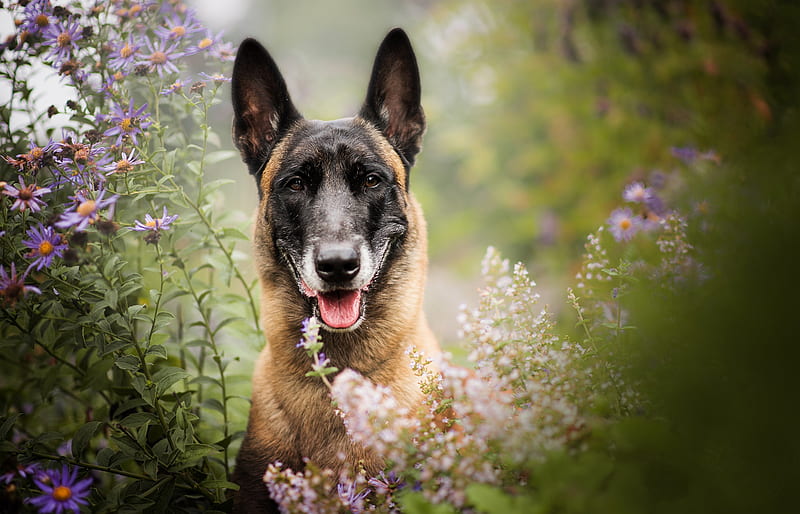 Dogs, Belgian Malinois, Dog, Pet, Flower, Malinois, HD wallpaper