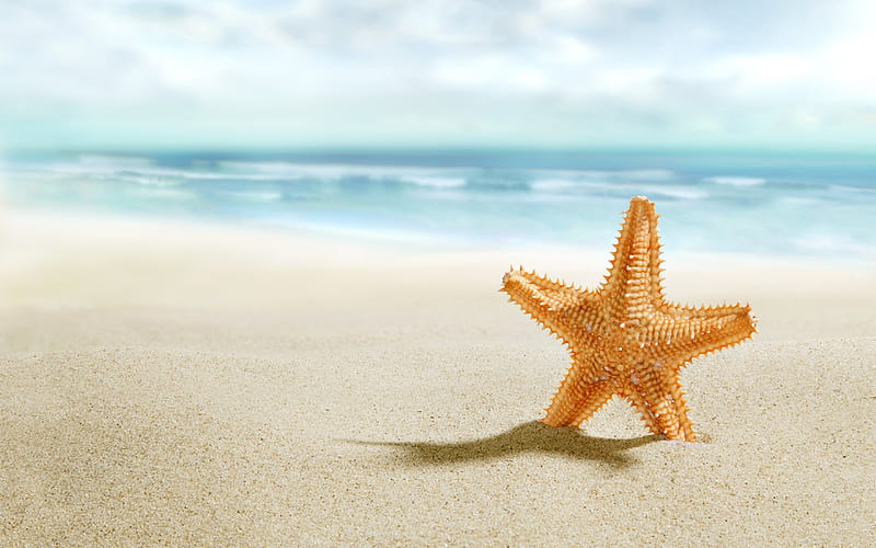 Starfish, beach, sand, sea, travel, HD wallpaper | Peakpx