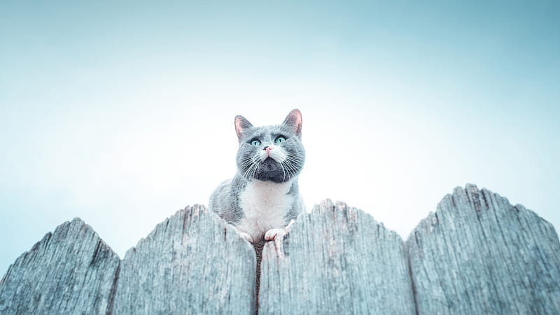 Ash White Chubby Cat Is Sitting On Top Of Wood Fence Cat, HD wallpaper