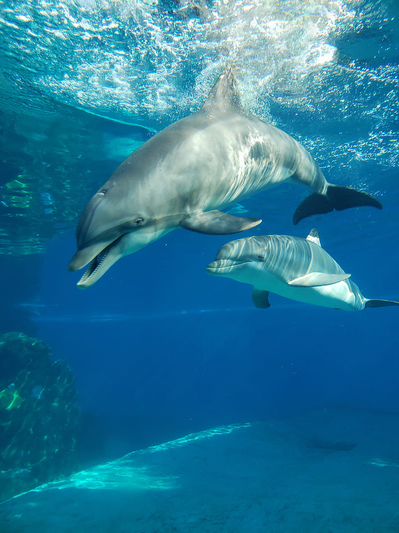 HappyDolphins, blue, cute, dolphin, dolphins, fish, humour, mammal sealife, ocean, sea, water, HD phone wallpaper