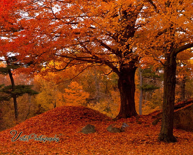 ORANGE PEAK, maple, orange, peak, trees, autunm, HD wallpaper