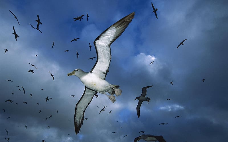 Birds, Sky, Bird, Animal, Albatross, Flying, HD wallpaper