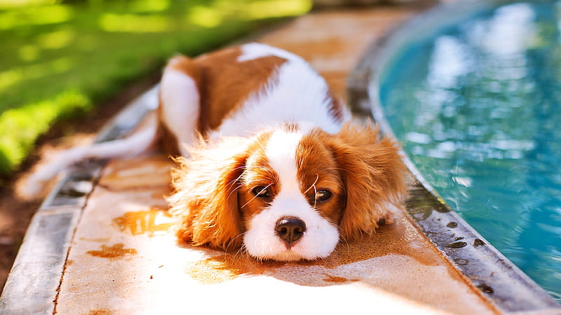 Dogs, King Charles Spaniel, Hd Wallpaper 