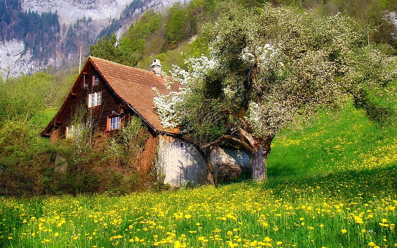 Cottage in the Swiss Alps, cottage, mountains, flowers, nature, spring, trees, shrubs, landscape, HD wallpaper