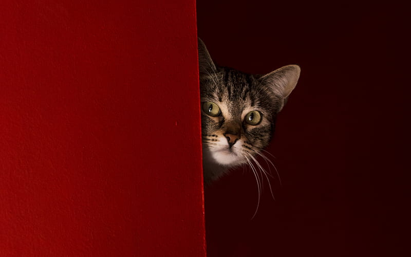 1920x1080px, 1080P free download | Cat, dark red, background, animal