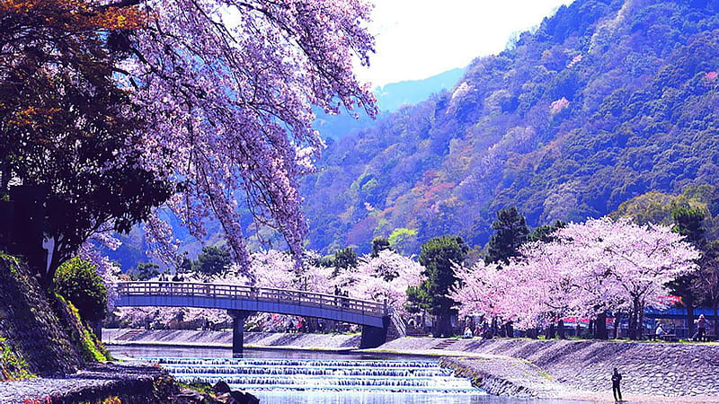 Japan Park Scenery Japanese, HD wallpaper