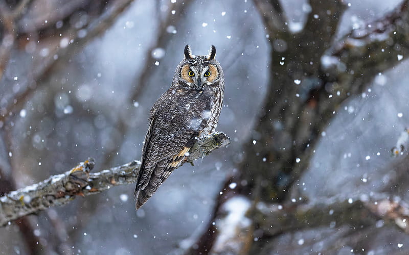 Long-eared Owl, animal, bird, owl, long-eared, HD wallpaper
