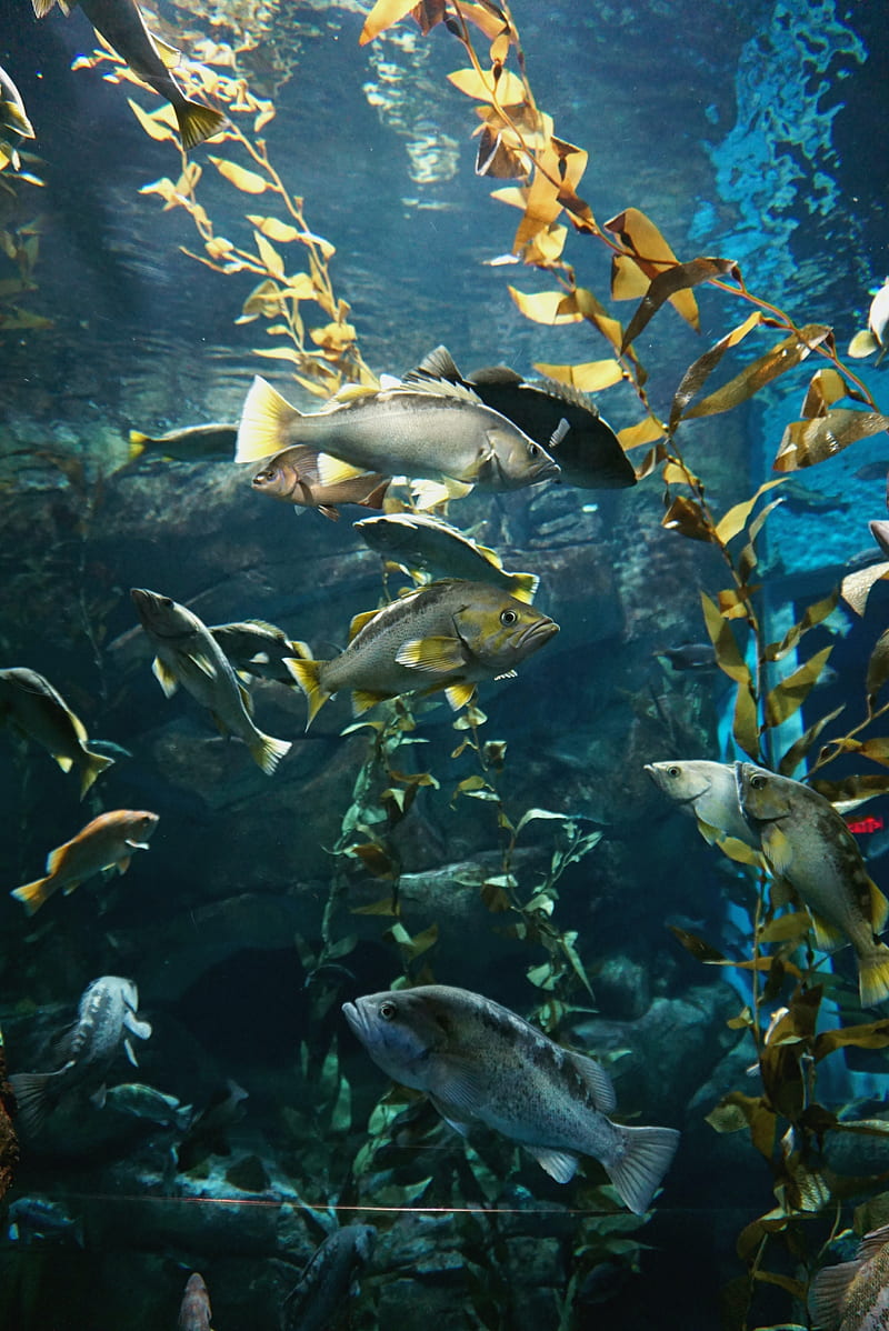 fish, aquarium, algae, water, HD phone wallpaper