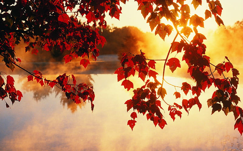 Maple red- Autumn Landscape, HD wallpaper