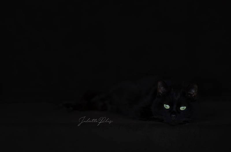 Black cat in the dark, dark, black, cat, eyes, animal, night, pisica, HD wallpaper