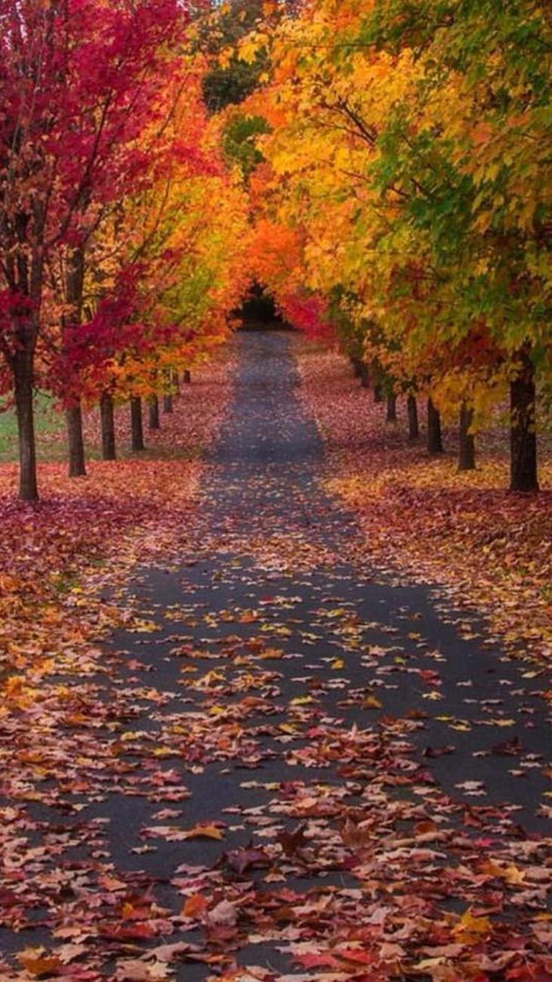 Autumn Road, garden, trees, HD phone wallpaper | Peakpx