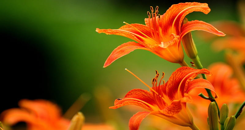 Orange Tiger Lily, orange, large, flower, lilly, nature, tiger, petals, stem, HD wallpaper