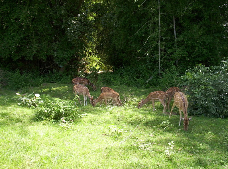 Deer, Animal, Vikash Yadav, Karnataka, HD wallpaper