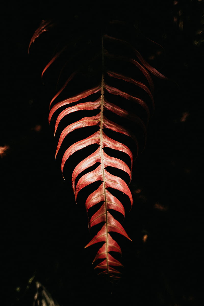 fern, leaf, red, dark, shadow, HD phone wallpaper