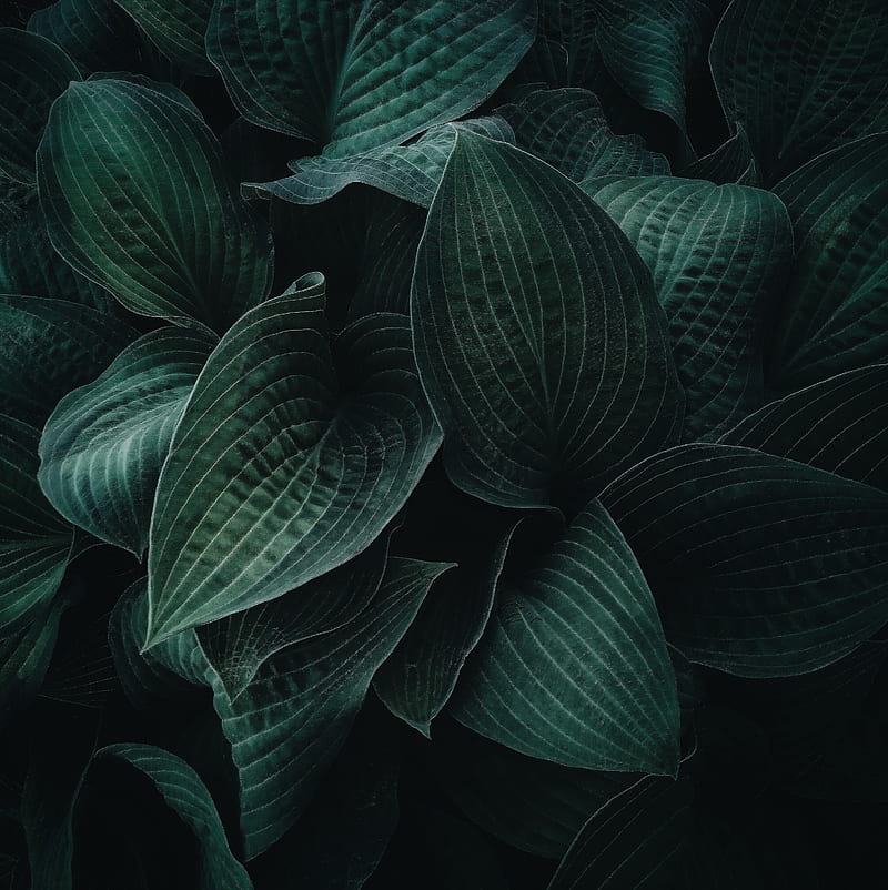 hosta, leaves, plant, veins, dark, HD phone wallpaper