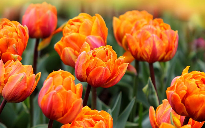 Tulips, the cultivation of, Flowers, Orange, HD wallpaper