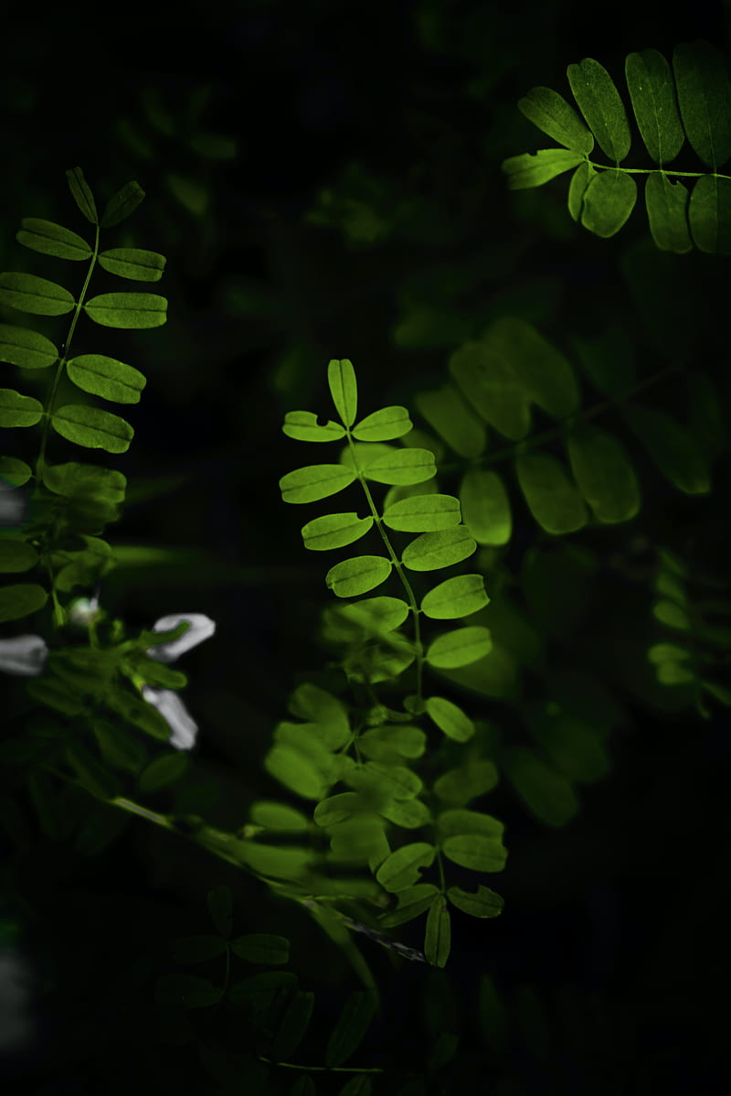 Leaves, plant, branches, bush, HD phone wallpaper | Peakpx