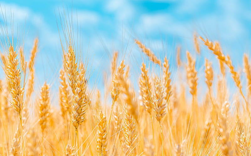Golden Ears of Wheat, Blue Sky Ultra, Seasons, Autumn, Nature, Landscape,  Summer, HD wallpaper | Peakpx