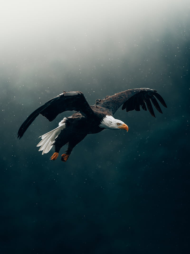 eagle, bird, rain, flight, HD phone wallpaper