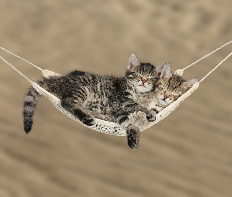 Cute tabby kittens sleeping in a hammock, kittens, cute, cats, animals, HD wallpaper