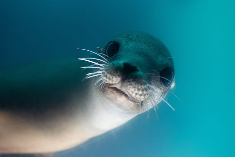 California Sea Lion , sea-lion, animals, underwater, HD wallpaper